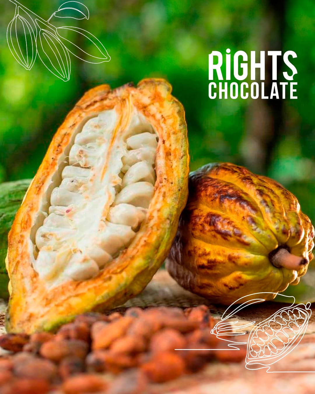 Ecuadorian Dark Chocolate 70% Variety Pack – Tropical Flavors Mini Bars (10 x 20g) – Fine Aroma Cacao
